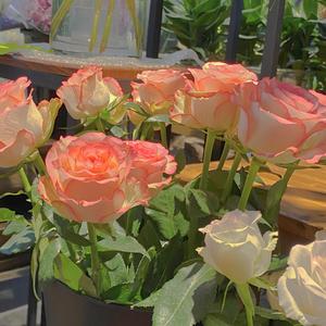 国产极品两年半一起草
